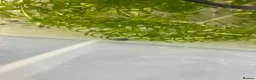 Toad reptiles for sale: Bombina variegata toad tadpoles  - Advert 5