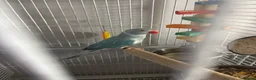 Ringnecks birds for sale: Indian ringneck  in Rochester - Advert 3