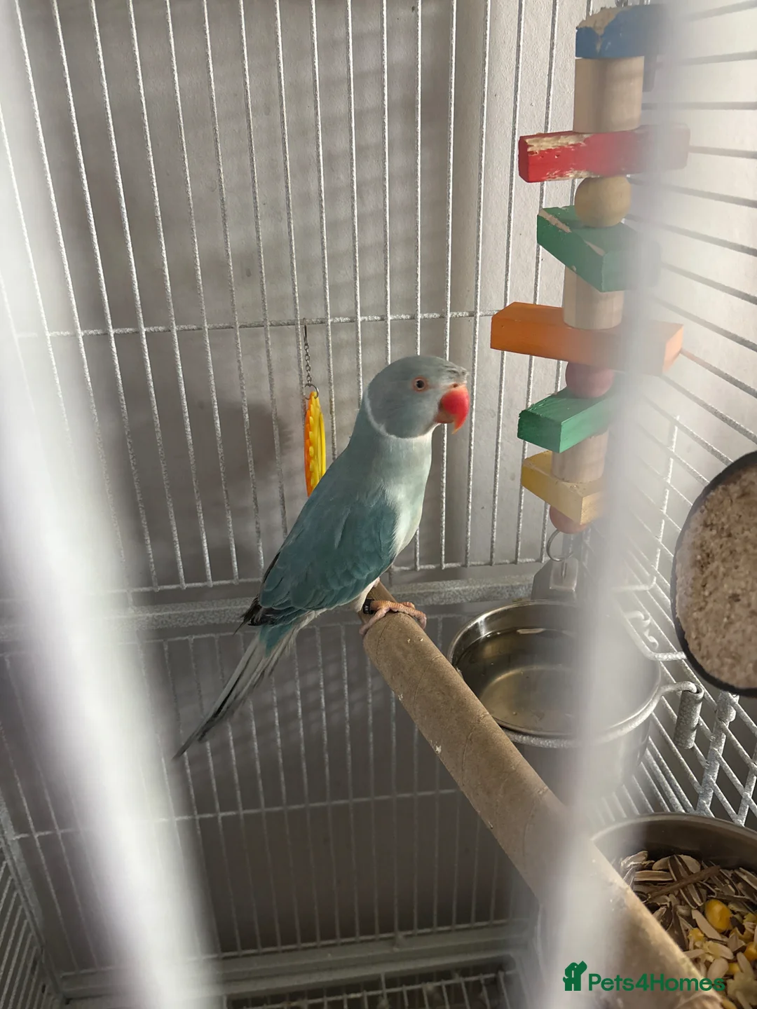 Ringnecks birds for sale: Indian ringneck  in Rochester - Advert 3