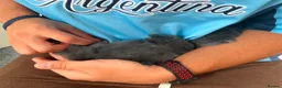 Mixed Breed rabbits for sale: Mini Lion Lop Bunnies  - Advert 8