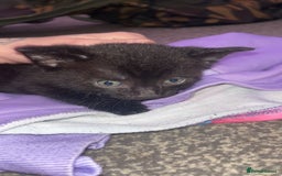 Domestic Shorthair cats for sale: 3 male kittens for sale  - Advert 2