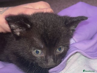 Domestic Shorthair cats 3 male kittens for sale - Advert 2