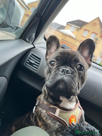 French Bulldog dogs - Advert 1