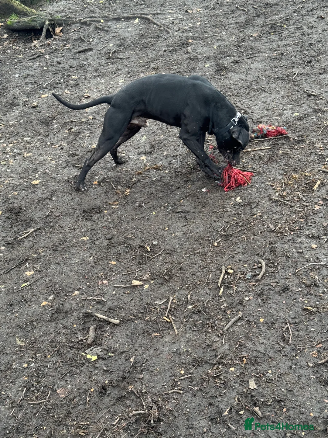 American Bull Staffy dogs for stud: Creed x karma  - Advert 5