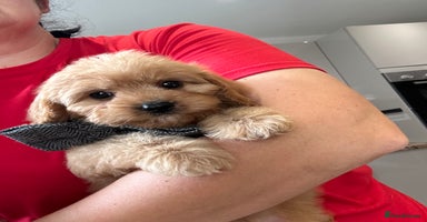 Cavapoo dogs - Advert 5