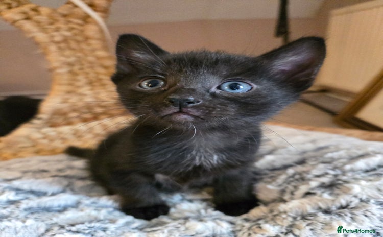 Mixed Breed cats - Advert 12