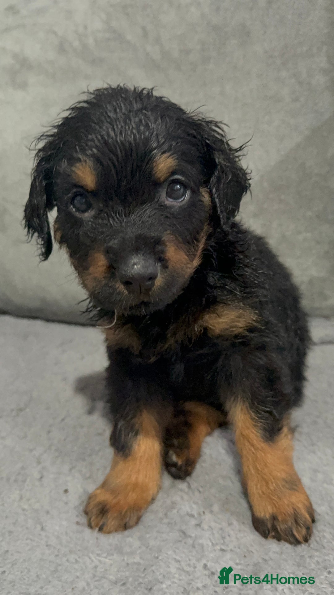 Rottweiler dogs for sale: Male rottweilwr puppy looking for a forever home - Advert 14