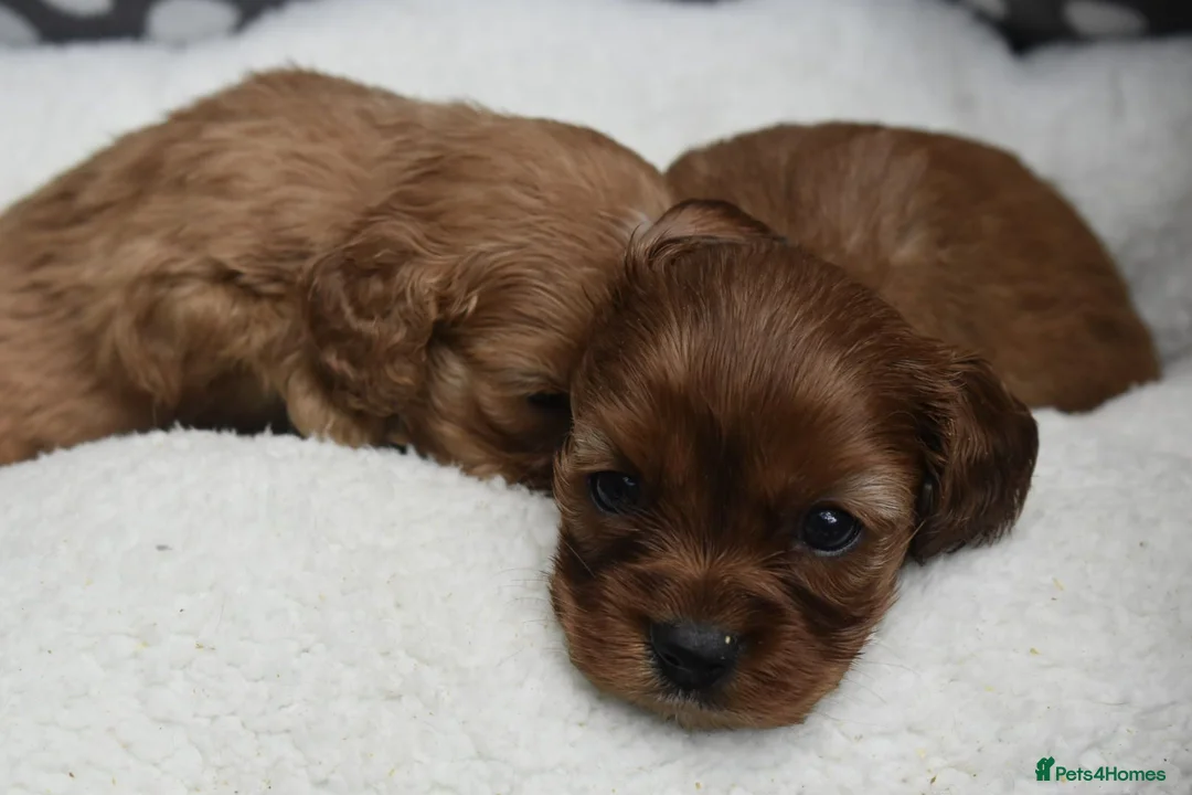 Cavapoo dogs for sale: Health Tested Cavapoo Puppies  - Advert 2