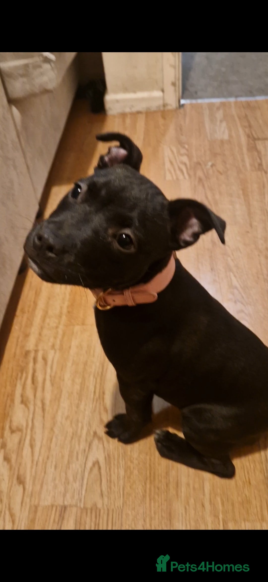 Staffordshire Bull Terrier dogs for sale: Female Staffy Pup 3 months - Image 4