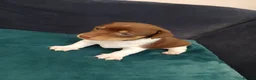 Jack Russell dogs for sale: Jack Russell puppies in Pershore - Advert 8
