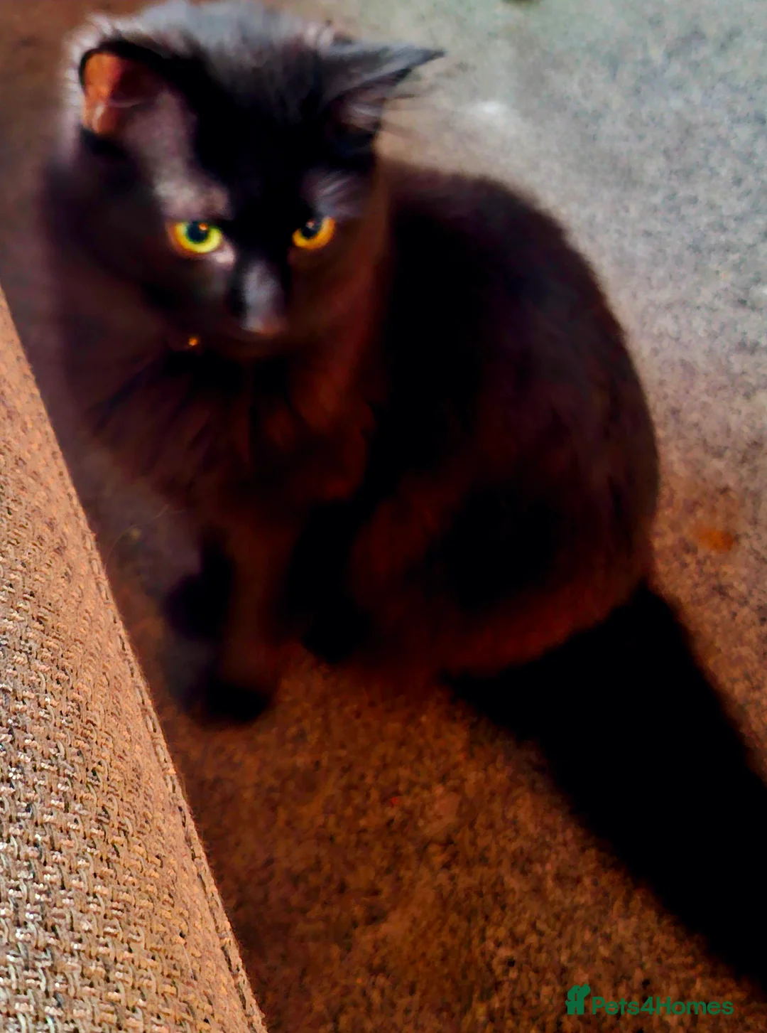 Domestic Shorthair cats for adoption: Lovely Bonded Pair looking for a very special home - Advert 4