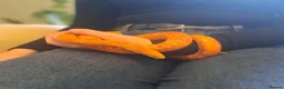 Corn Snake reptiles for sale: Corn snake with vivvarium in Ivybridge - Advert 25