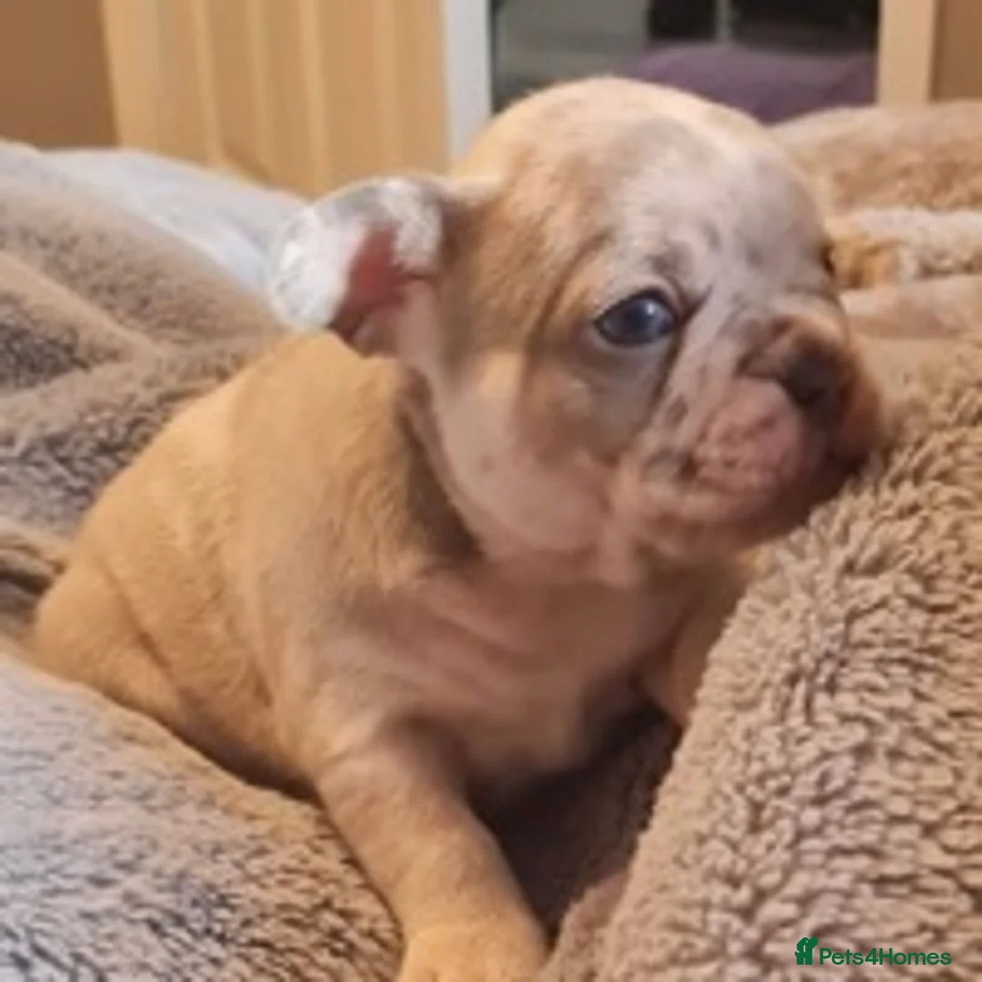 French Bulldog dogs for stud: 🦁HUNCHO🦁PUP BACK DEAL 1ST PICK FEMALE‼️ in Northampton - Advert 9