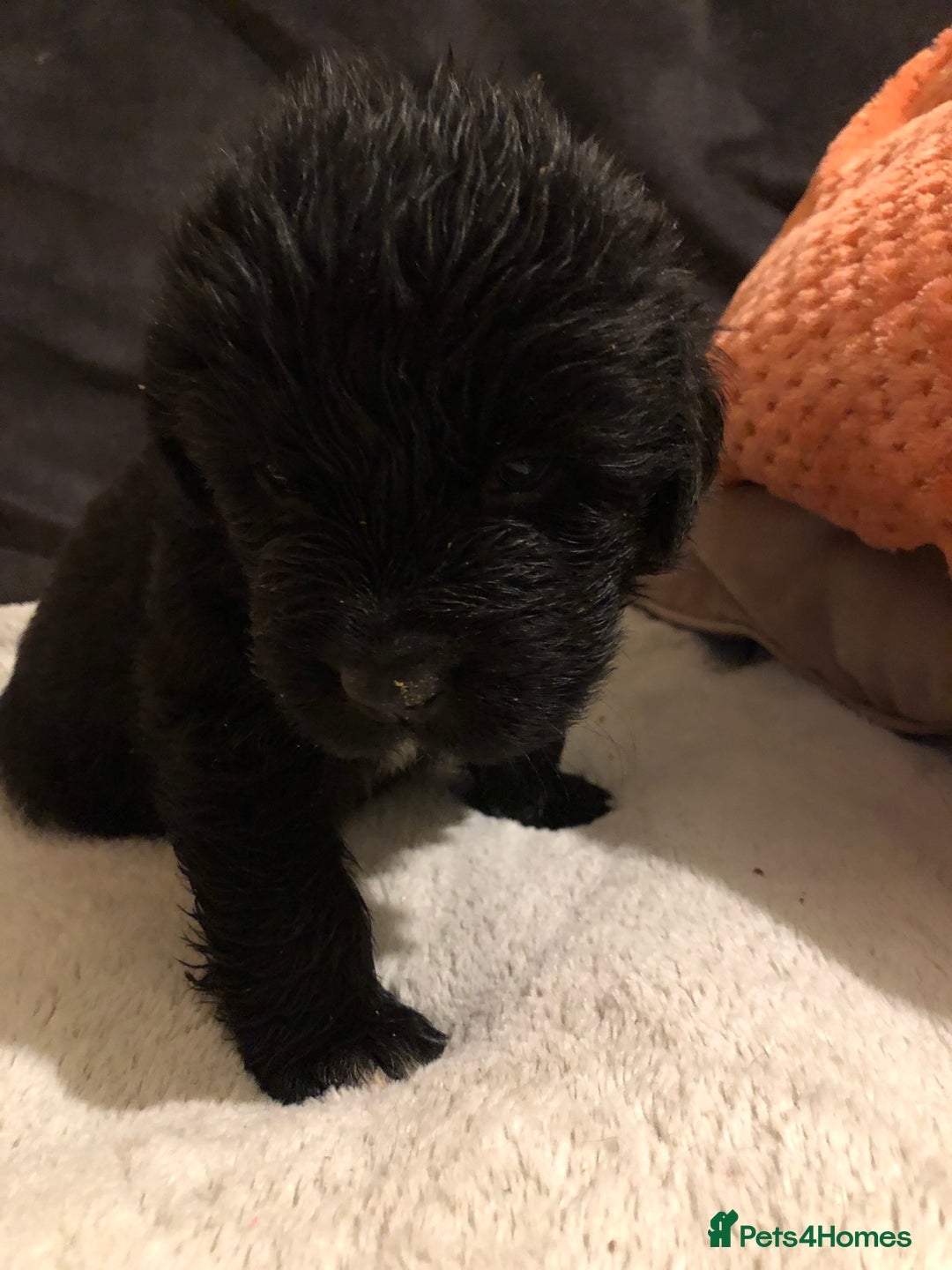 Newfoundland dogs for sale: Balticbears - Advert 13