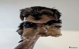 Yorkshire Terrier dogs for sale: 7 male Yorkshire terriers ready to leave.  - Image 6