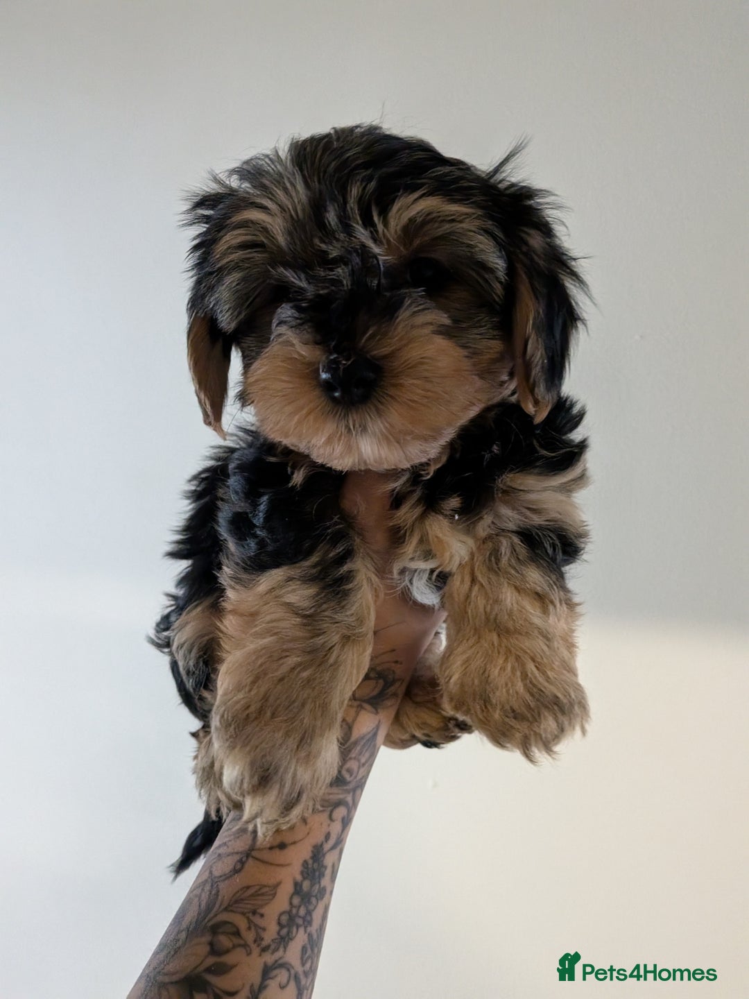 Yorkshire Terrier dogs for sale: 7 male Yorkshire terriers ready to leave.  - Image 6