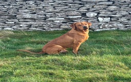 Labrador Retriever dogs for sale: Kc reg fox red working Labradors  - Image 19