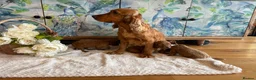 Cockapoo dogs for sale: Cockapoo F1 show type pups, PRIZEWINNING LINES  - Advert 3