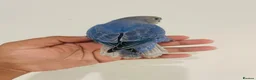 Lovebirds birds for sale: Hand reared lovebirds for sale  - Advert 10