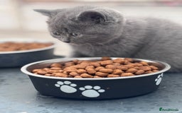 British Shorthair cats for sale: Chunky BSH Kittens - Image 9