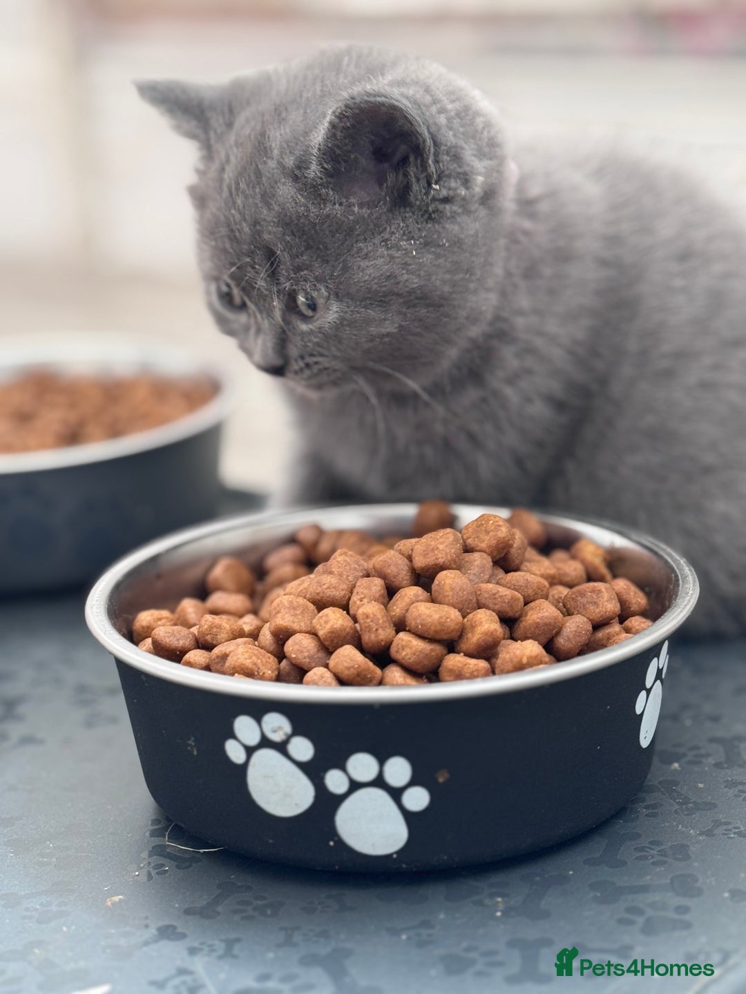 British Shorthair cats for sale: Chunky BSH Kittens - Image 9