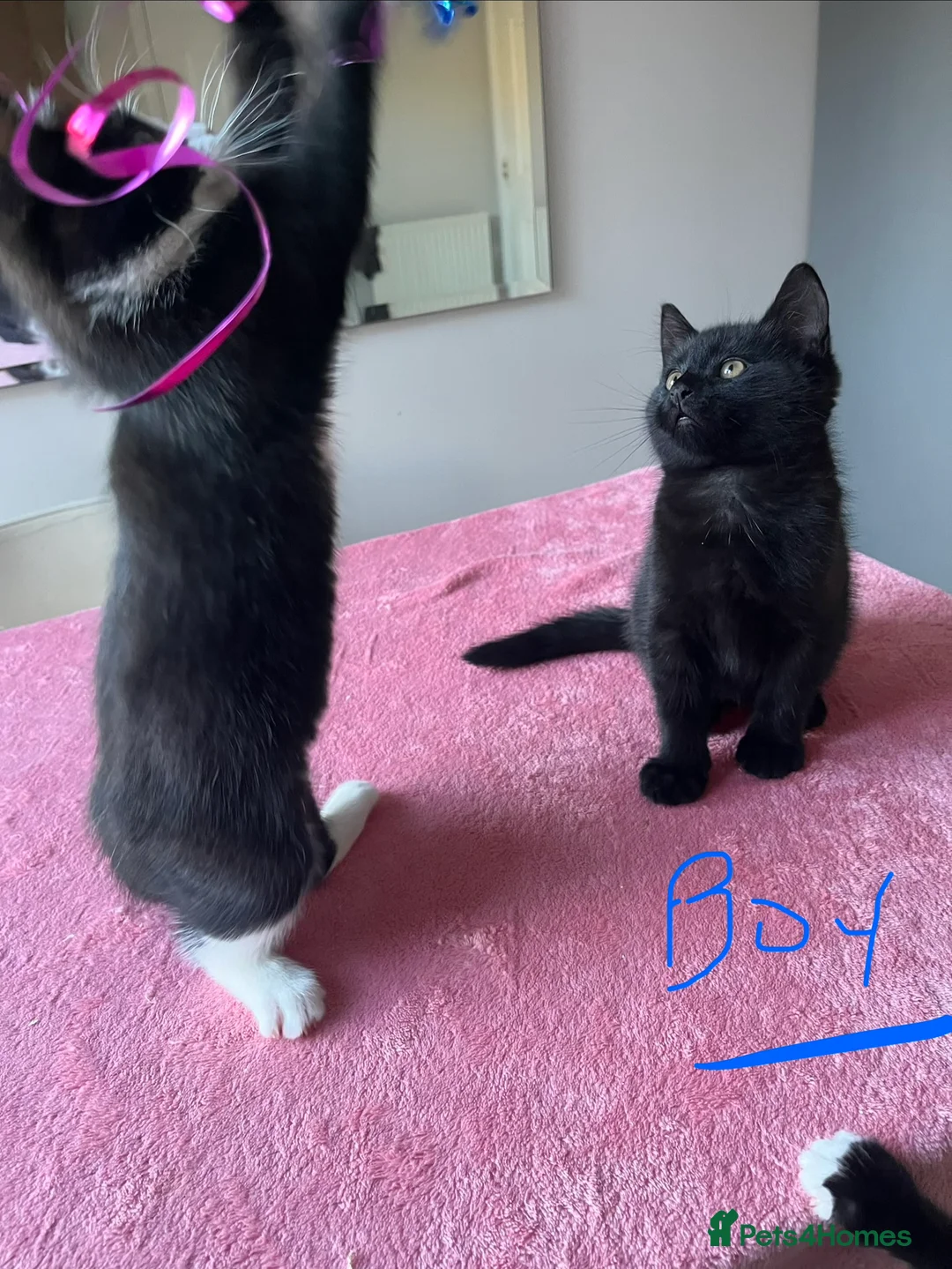 Mixed Breed cats for sale: 4 x Beautiful Playful Kittens Ready NOW - Advert 29