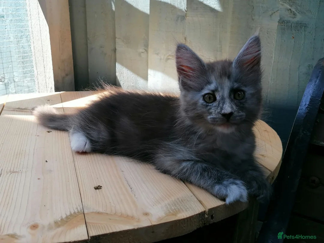 Maine Coon cats for sale: Beautiful female smoked tortie - Advert 8