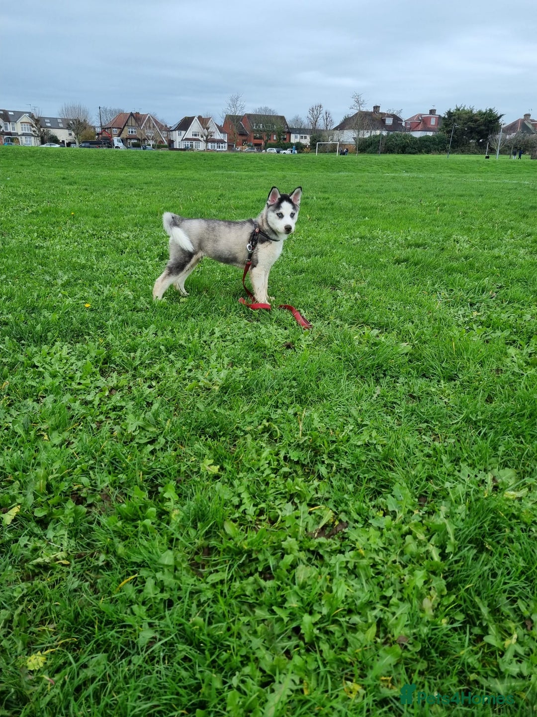 Mixed Breed dogs for sale: Pomsky for sale - Advert 14