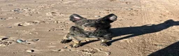 Belgian Shepherd Dog dogs for sale: Bruno , Dutch shepherd  - Advert 2