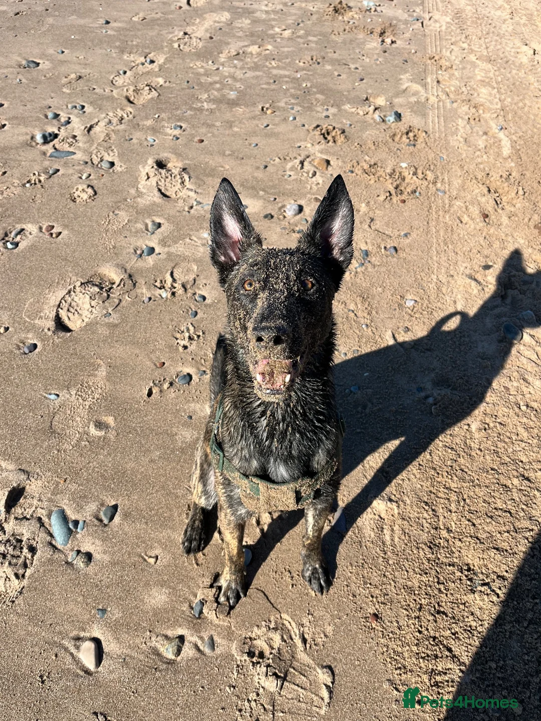 Belgian Shepherd Dog dogs for sale: Bruno , Dutch shepherd  - Advert 2