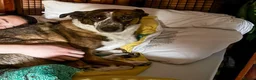 Mixed Breed dogs for adoption: Cisco - low energy cuddle bug!  in London - Advert 10