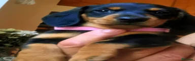 Miniature Dachshund 1