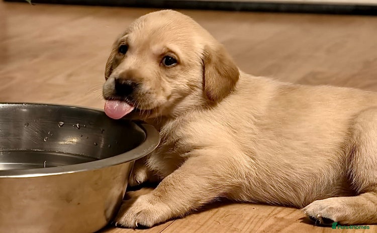 Labrador Retriever dogs - Advert 2
