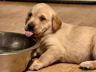 Labrador Retriever dogs - Advert 34