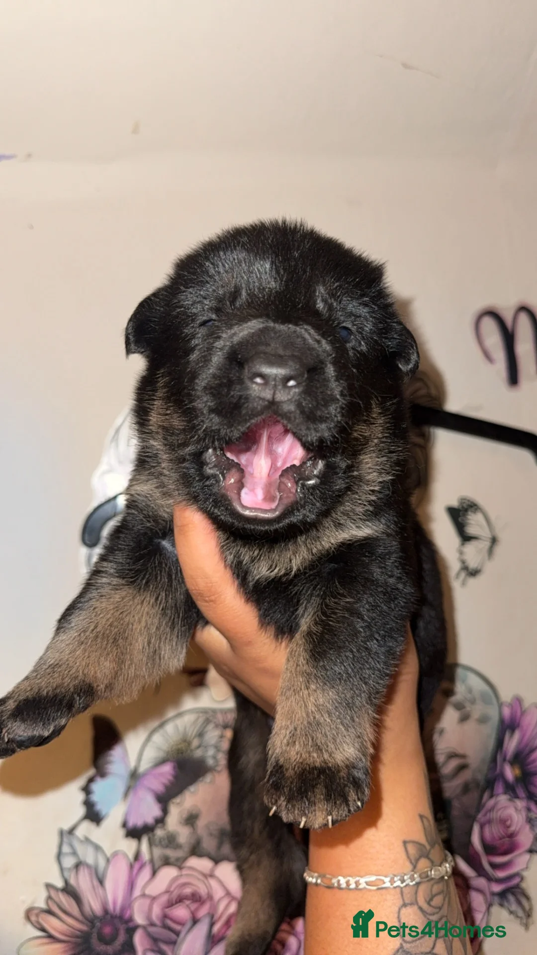 German Shepherd dogs for sale: 🐾 German Shepherd Pups for Sale Only 2 Available - Advert 2