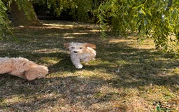 Goldendoodle dogs for sale: F1 Standard Golden Doodles last 1 female - Image 20