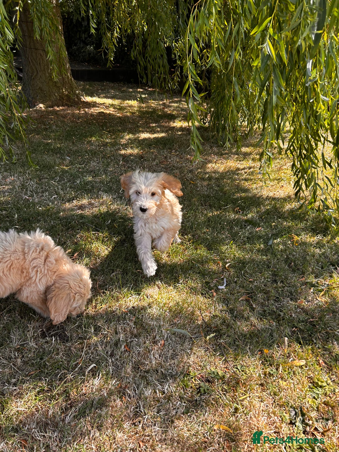 Goldendoodle dogs for sale: F1 Standard Golden Doodles last 1 female - Image 20