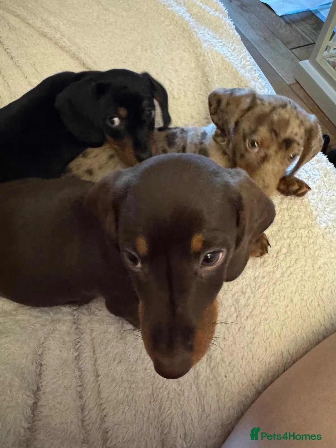 Miniature Dachshund dogs for sale: Miniature Dachshund Puppies  in Norwich - Advert 1