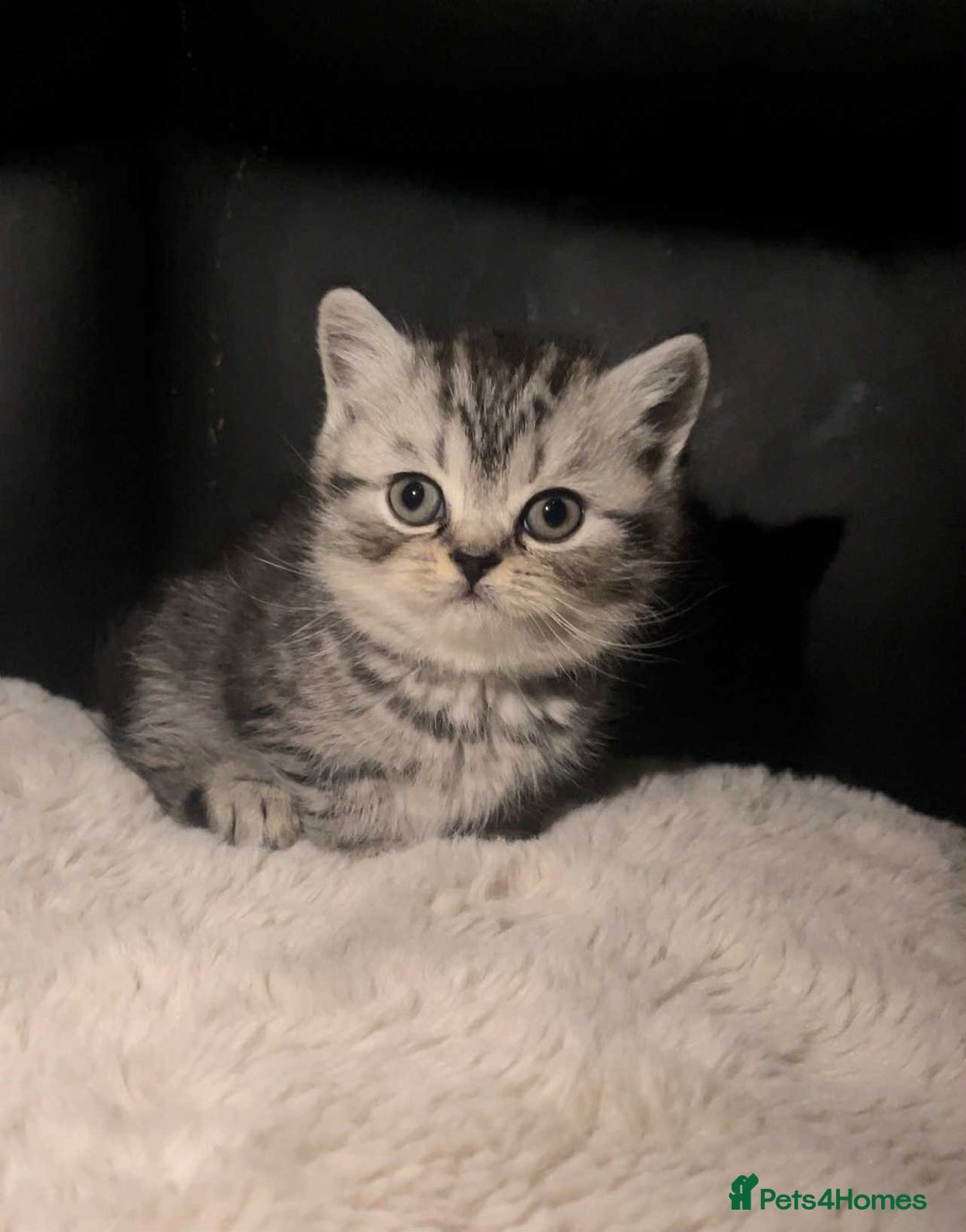 British Shorthair cats for sale: Beautiful bsh kittens looking for forever homes  - Image 23