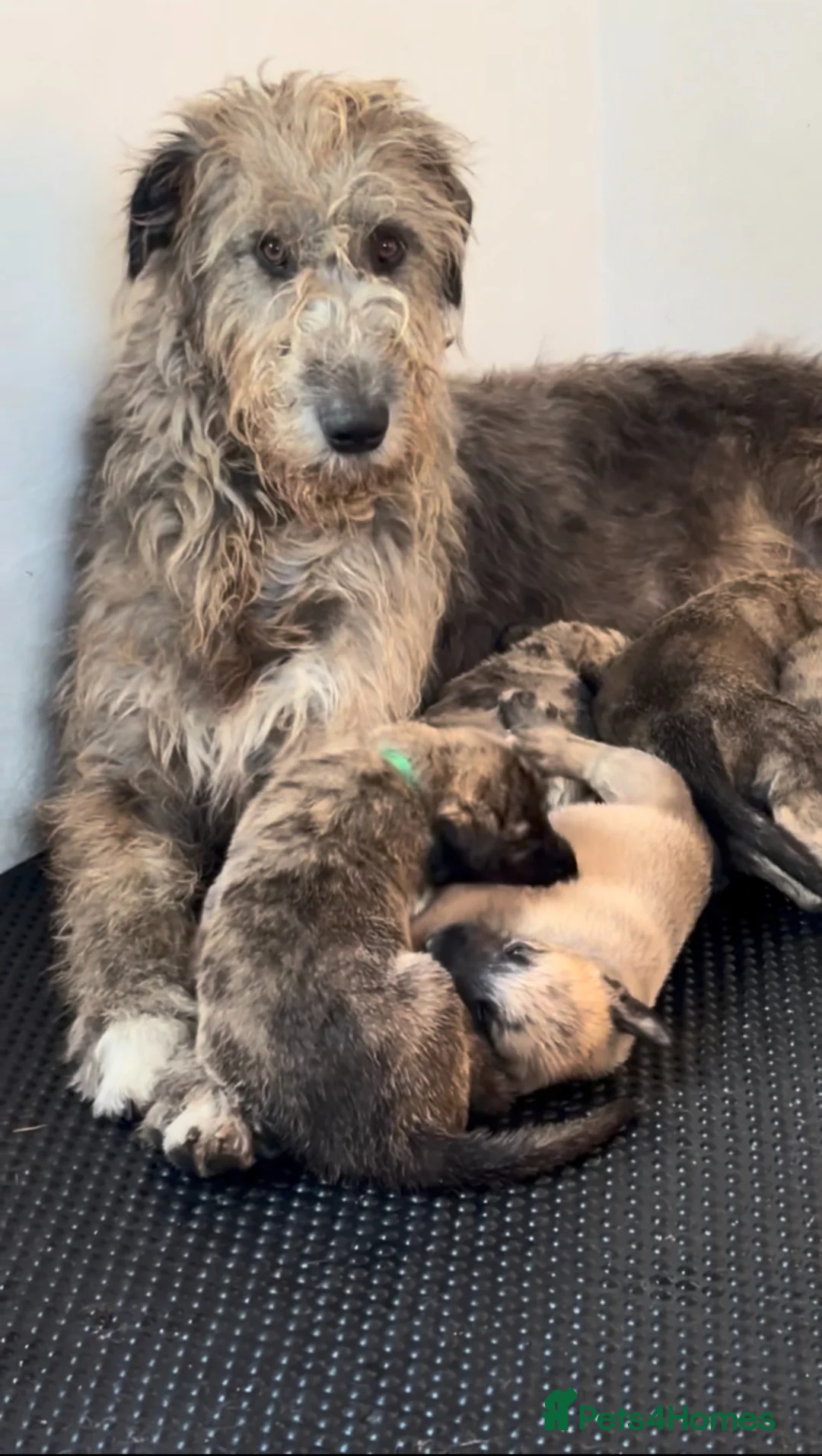 Irish Wolfhound dogs for sale: KC/IKC Registered Irish Wolfhound Puppies - Advert 7