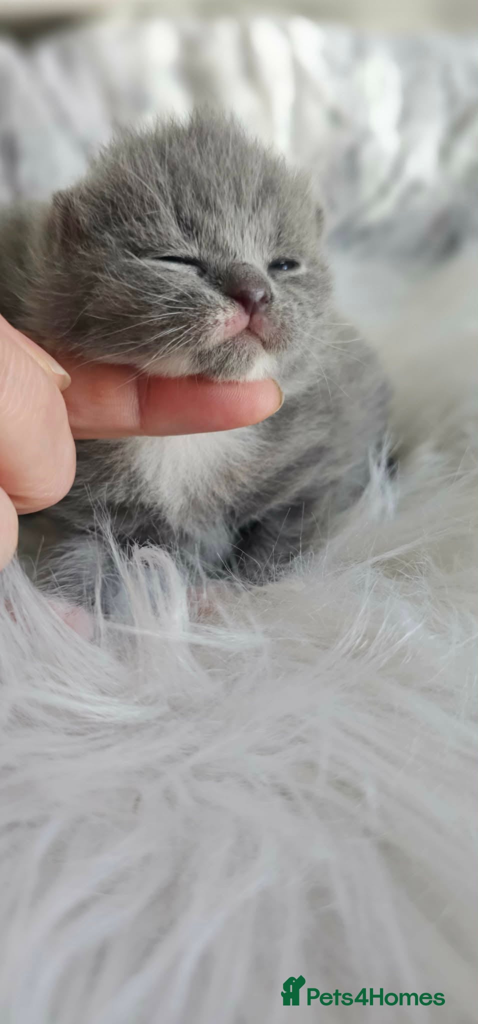 British Shorthair cats High Quality British Shorthair Kittens GCCF - Advert 2