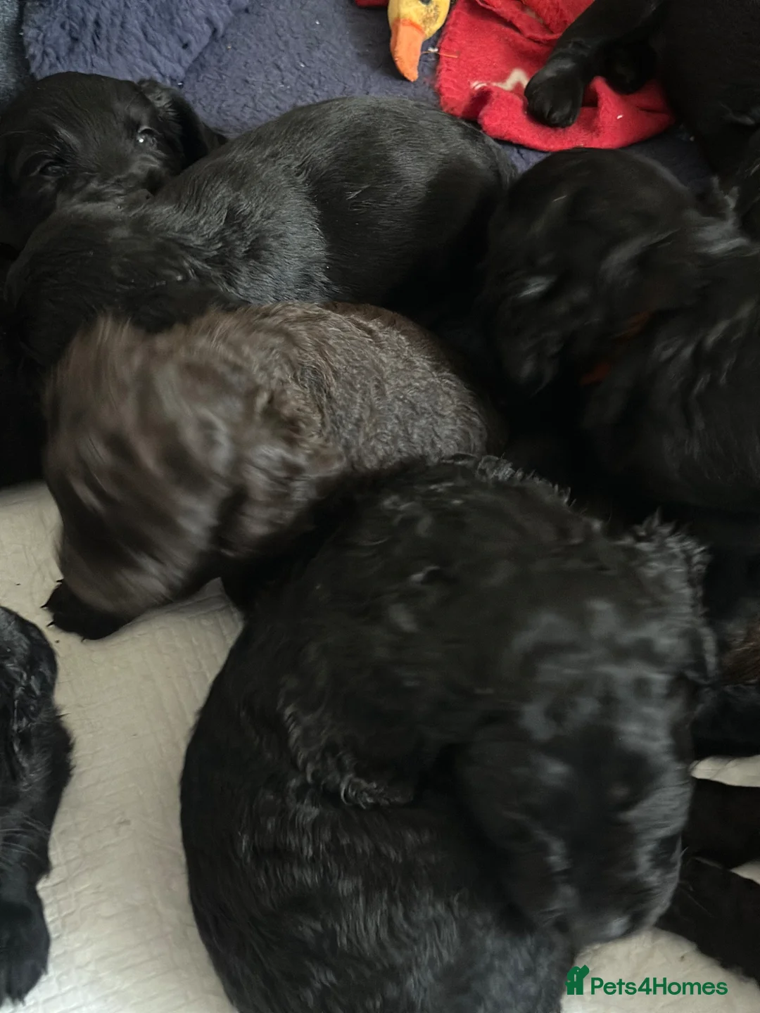 Mixed Breed dogs for sale: Gorgeous Sprocker Poo Pups ** litter ready06/06/26 - Advert 16