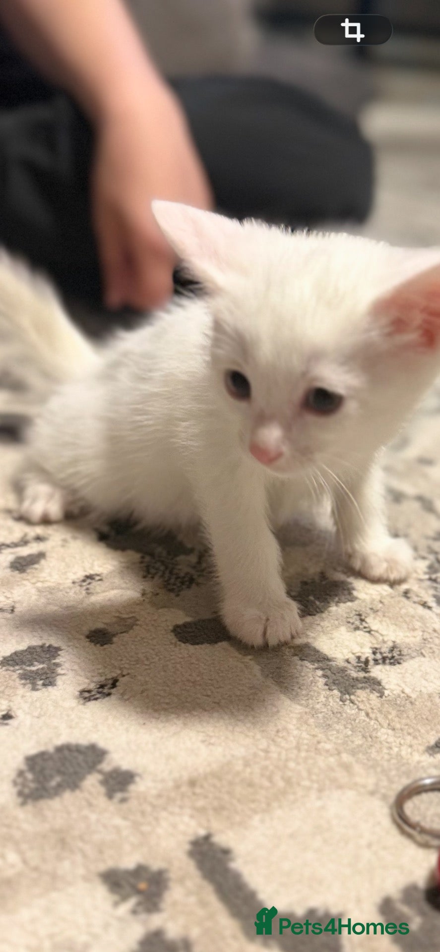 Mixed Breed cats Kao Mani Mix.  - Advert 2