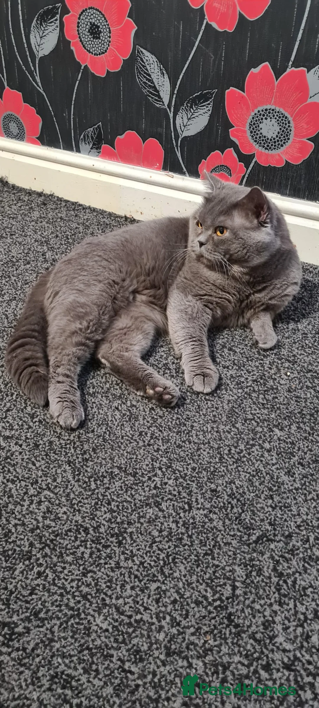British Shorthair cats for sale: Male British Shorthair For Sale! - Advert 2