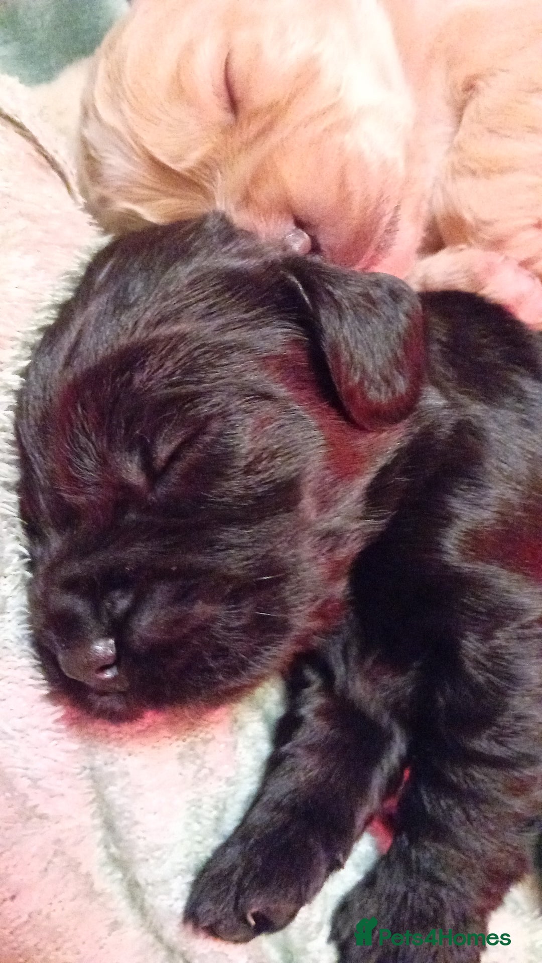 Cocker Spaniel dogs for sale: KC REGISTERED WORKING COCKER SPANIELS  - Image 2