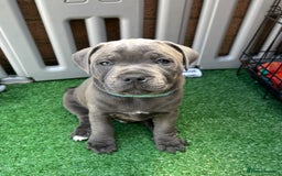 Staffordshire Bull Terrier dogs for sale: Orange Collar Puppy  - KC registered Blue ‘Bullscaff Pharaon’ Staffy Boy - Image 26
