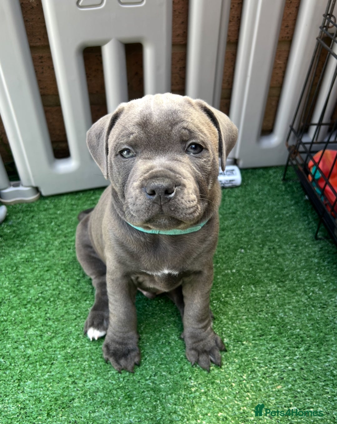 Staffordshire Bull Terrier dogs for sale: Orange Collar Puppy  - KC registered Blue ‘Bullscaff Pharaon’ Staffy Boy - Image 26