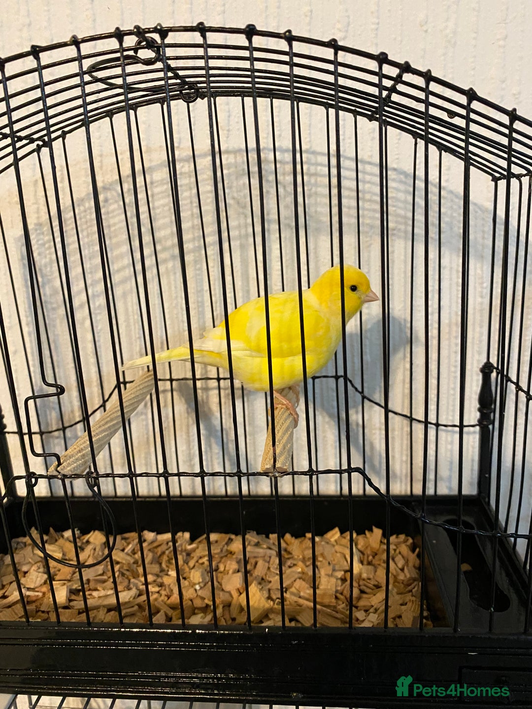 Canaries birds for sale: Fife canaries for sale  - Advert 3