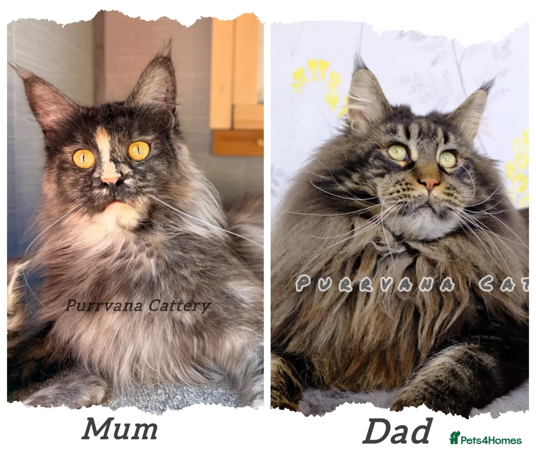 Maine Coon cats for sale: TICA registration Maine coon kittens Ready to go - Advert 6