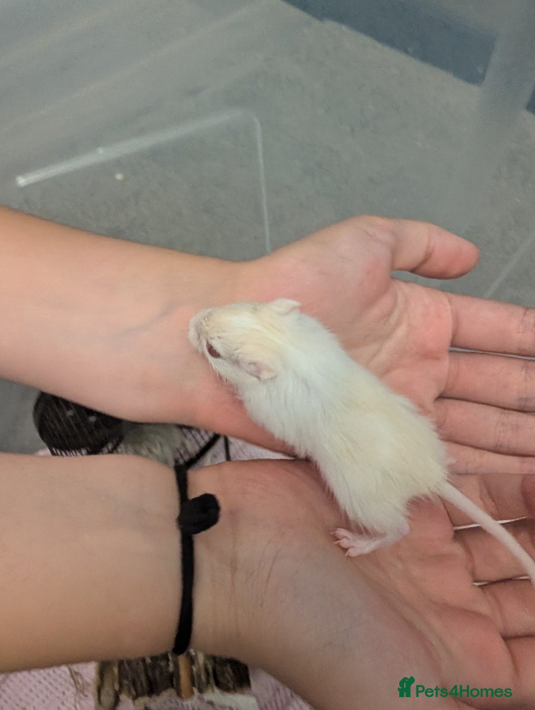 Gerbil rodents for sale: Baby gerbils - Image 1